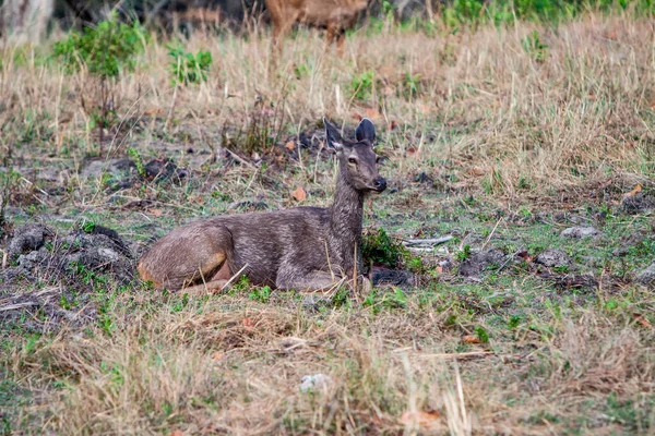 Hirsche Bandhavgarh Nationalpark Indien — Stockfoto