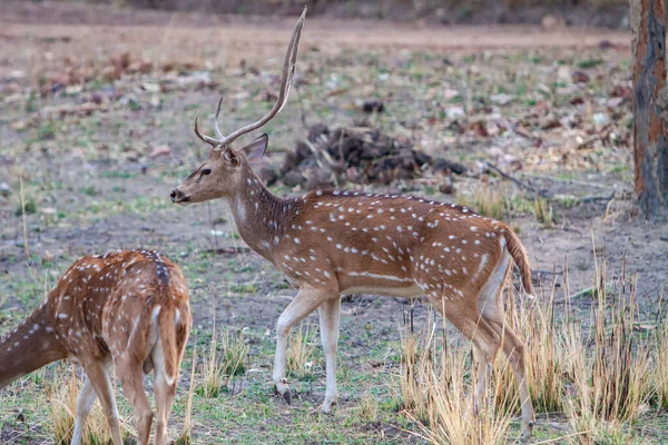 Rådjur Bandhavgarh National Park Indien — Stockfoto