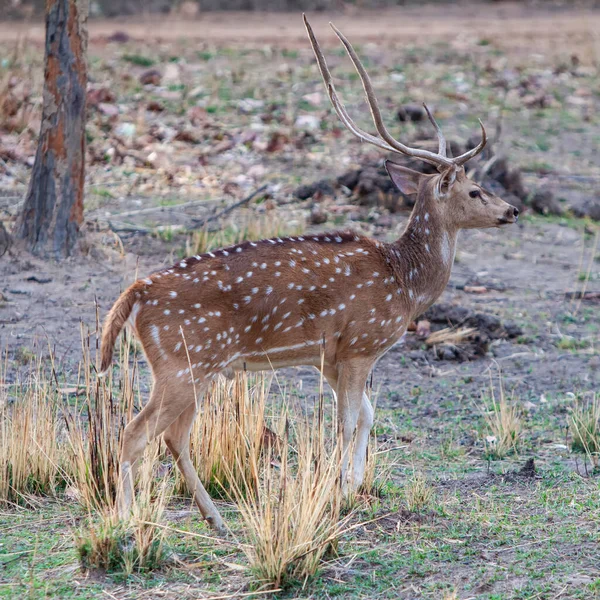 Deers Bandhavgarh National Park India — стокове фото