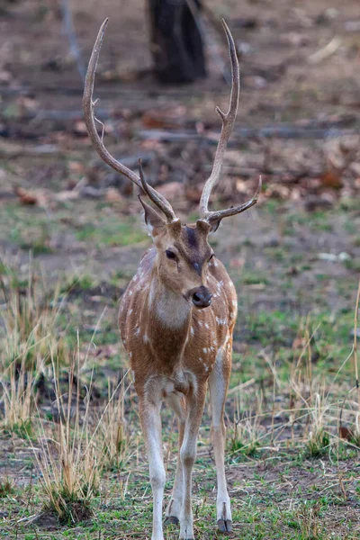 Deers Bandhavgarh National Park India — Stock Photo, Image