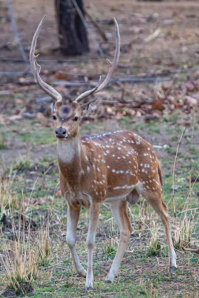 Deers Bandhavgarh National Park India — Stock Photo, Image