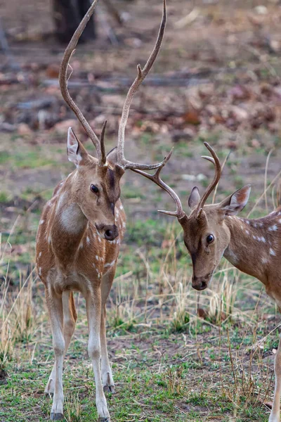 印度Bandhavgarh国家公园的鹿 — 图库照片