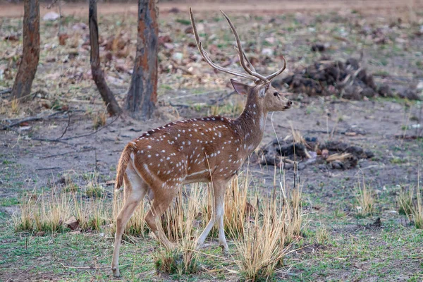 Male Deers Fight Bandhavgarh National Park India — Stock Photo, Image