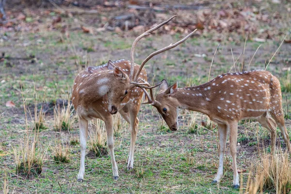 Male Deers Fight Bandhavgarh National Park India — Stock Photo, Image