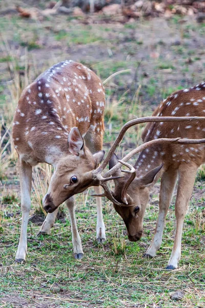 Male Deers Fight Bandhavgarh National Park India — Stock Photo, Image