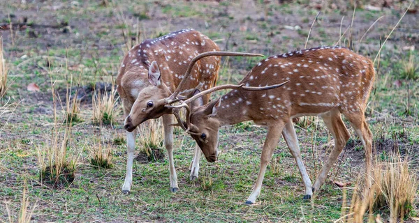 Manliga Rådjur Slåss Bandhavgarh National Park Indien — Stockfoto