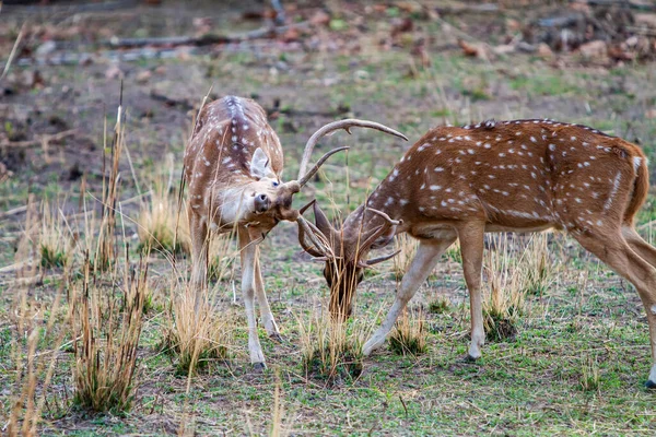 Male Deers Fight Bandhavgarh National Park India — Stock Photo, Image