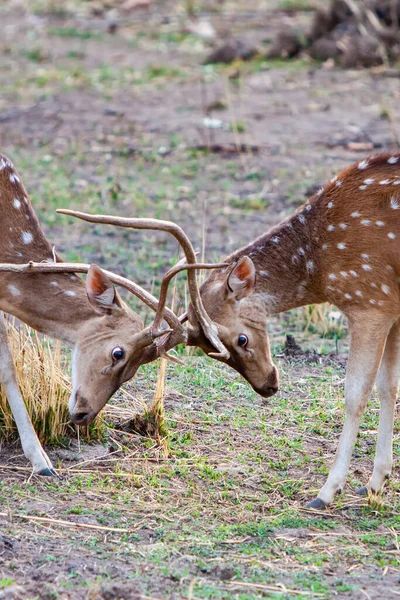 Männliche Hirsche Kämpfen Bandhavgarh Nationalpark Indien — Stockfoto