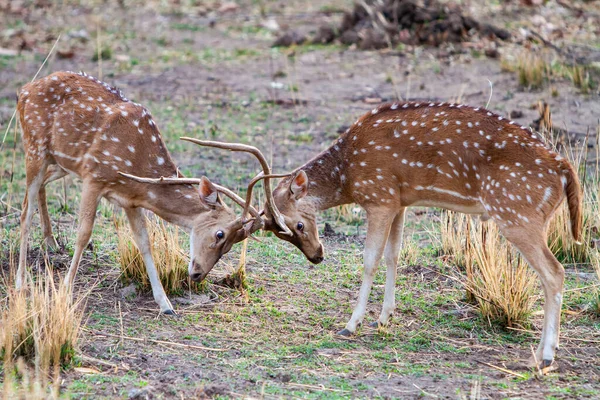 印度Bandhavgarh国家公园的男鹿大战 — 图库照片