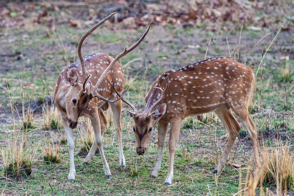 Male Deers Fight Bandhavgarh National Park India — Stock Photo, Image