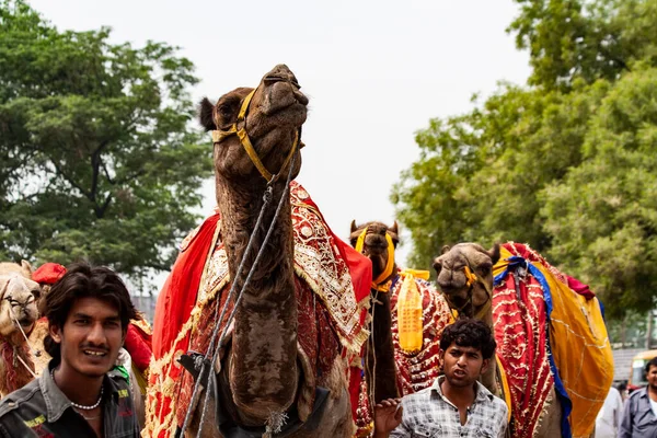 Delhi Apr Oidentifierad Indisk Man Med Sina Kameler Den April — Stockfoto