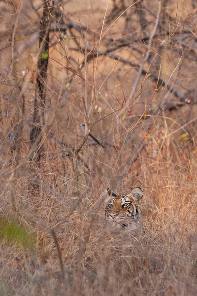 Tygrys Bengalski Parku Narodowym Bandhavgarh Indie — Zdjęcie stockowe