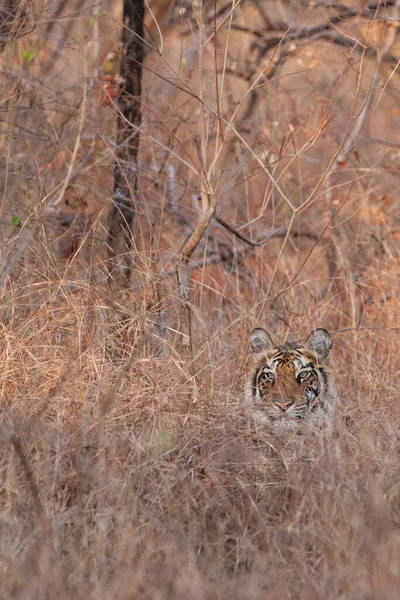 Tigre Bengale Dans Parc National Bandhavgarh Inde — Photo