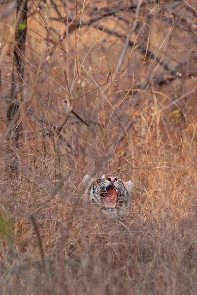 Tygrys Bengalski Parku Narodowym Bandhavgarh Indie — Zdjęcie stockowe