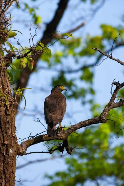 Pássaro Ramo Floresta — Fotografia de Stock