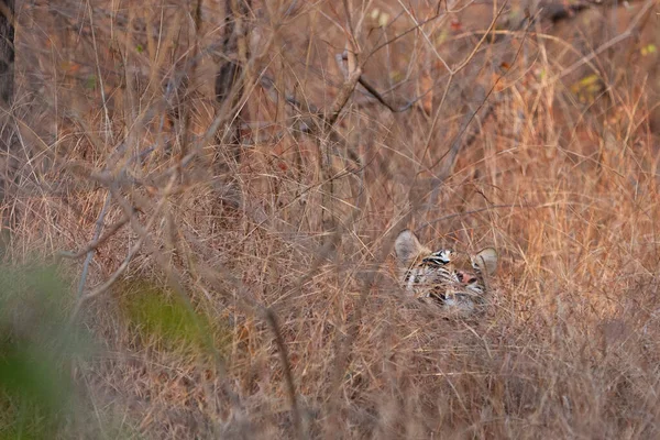 Tigre Bengale Dans Parc National Bandhavgarh Inde — Photo