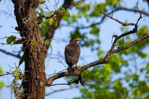 Uccello Ramo Albero Nella Foresta — Foto Stock