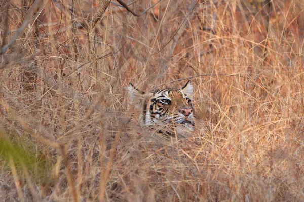 Бенгальский Тигр Национальном Парке Бандхавгарх Индия — стоковое фото