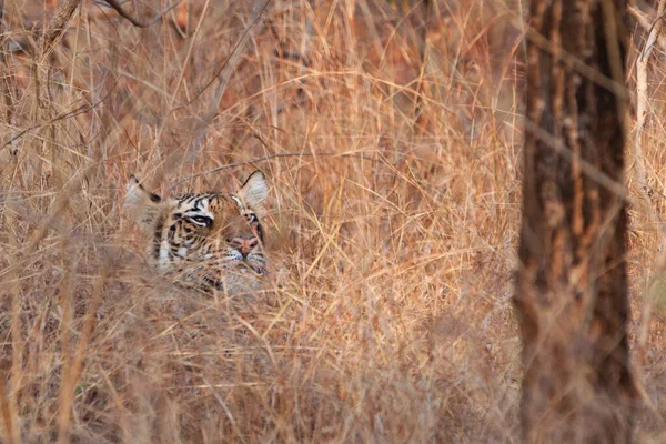 Tygrys Bengalski Parku Narodowym Bandhavgarh Indie — Zdjęcie stockowe