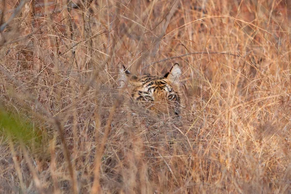 Bengáli Tigris Bandhavgarh Nemzeti Parkban India — Stock Fotó