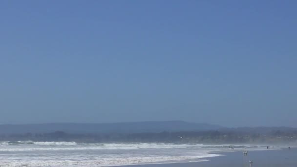 海浪在海滩上飞溅的镜头和狗追逐海鸥的镜头 — 图库视频影像