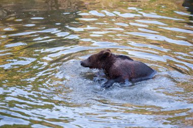 Ayı yavrusu Alaska 'da bir yerlerde suda oynuyor.