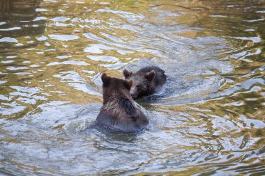 Alaska 'da bir yerlerde nehirde çok az ayı yavrusu oynuyor.