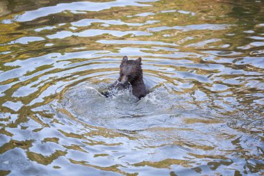 Ayı yavrusu Alaska 'da bir yerlerde suda oynuyor.
