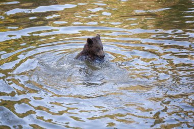 Ayı yavrusu Alaska 'da bir yerlerde suda oynuyor.