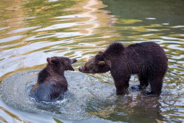 Alaska 'da bir yerlerde iki ayı yavrusu suda eğleniyor.
