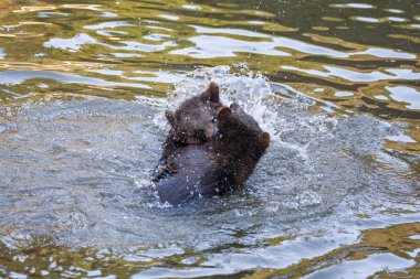 Alaska 'da bir yerlerde iki ayı yavrusu suda eğleniyor.