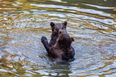 Alaska 'da bir yerlerde nehirde çok az ayı yavrusu oynuyor.