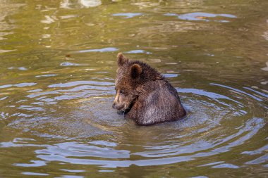 Küçük neşeli kahverengi ayı yavrusu Alaska suyunda biraz eğleniyor.