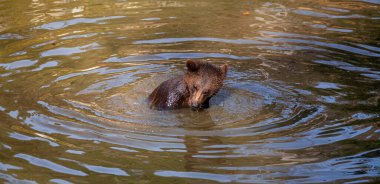 Küçük neşeli kahverengi ayı yavrusu Alaska suyunda biraz eğleniyor.