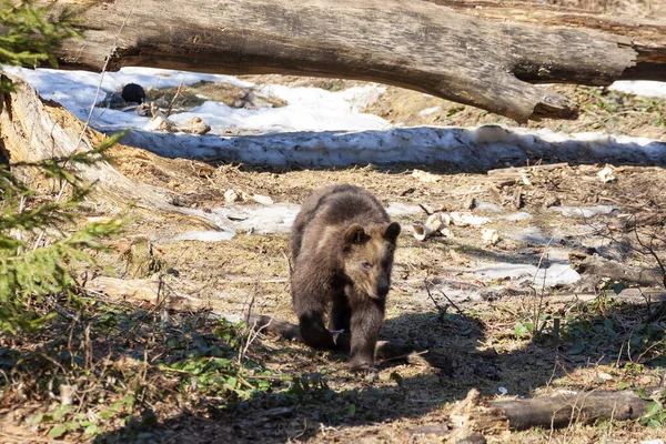 Kahverengi Ayı Alaska Bir Ormanda Geziniyor — Stok fotoğraf