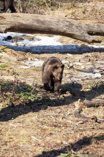 Urso Castanho Vagueia Por Uma Floresta Alasca — Fotografia de Stock