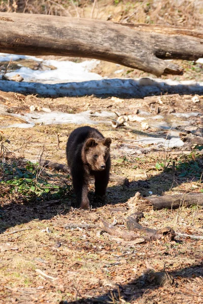 Bruine Beer Dwaalt Door Een Bos Alaska — Stockfoto