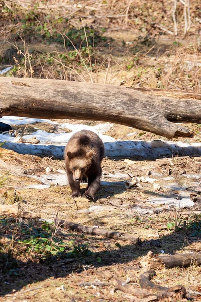 Brown bear wanders through a forest in Alaska