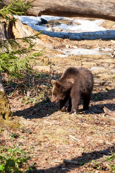 Brown bear wanders through a forest in Alaska