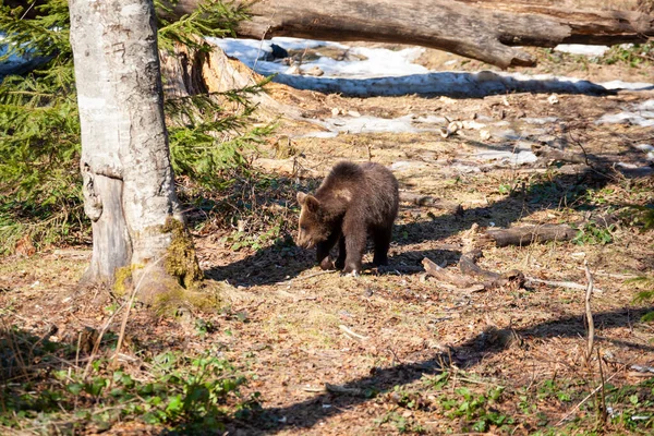 Kahverengi Ayı Alaska Bir Ormanda Geziniyor — Stok fotoğraf