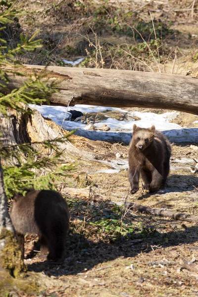 Немногие Медведи Гуляют Весеннему Лесу Аляске — стоковое фото