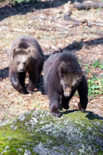 Weinig Beren Lopen Rond Het Voorjaarsbos Alaska — Stockfoto