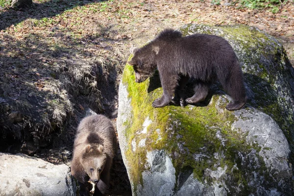 Weinig Beren Lopen Rond Het Voorjaarsbos Alaska — Stockfoto