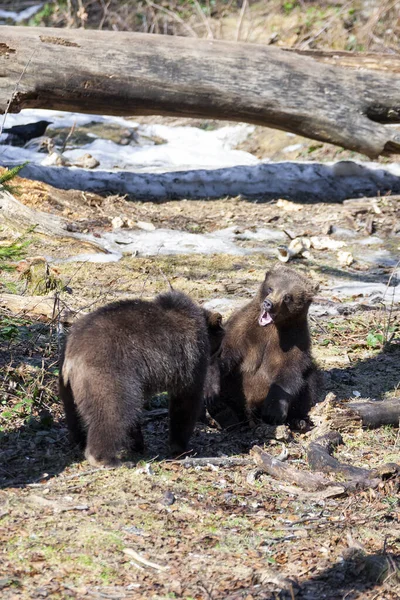 Weinig Beren Lopen Rond Het Voorjaarsbos Alaska — Stockfoto