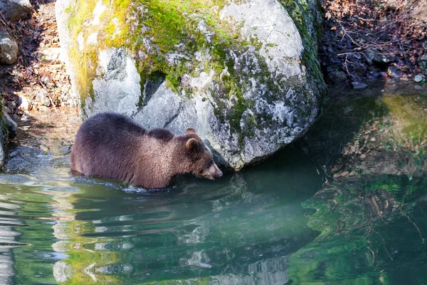 Ayı Yavrusu Alaska Bir Yerlerde Suda Oynuyor — Stok fotoğraf