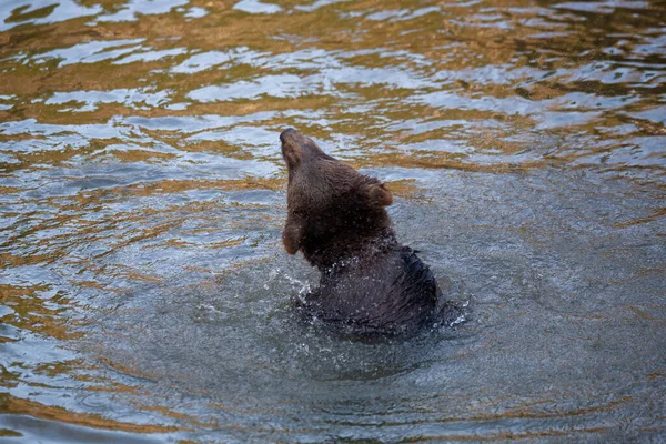 Oso Cachorro Jugando Agua Algún Lugar Alaska — Foto de Stock