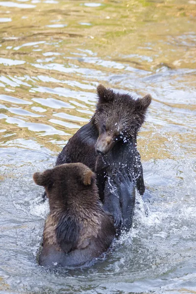 Peu Oursons Jouent Dans Rivière Quelque Part Alaska — Photo