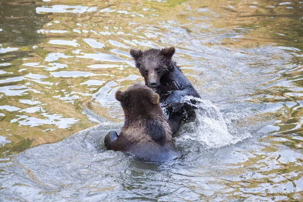 Poucos Filhotes Urso Brincando Rio Algum Lugar Alasca — Fotografia de Stock