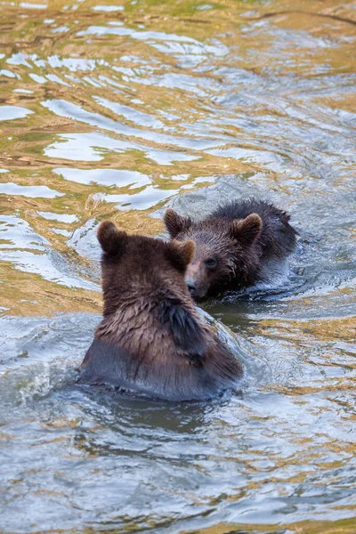 Poucos Filhotes Urso Brincando Rio Algum Lugar Alasca — Fotografia de Stock