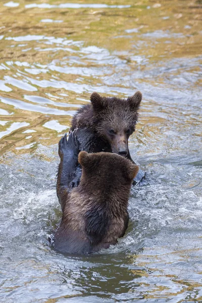 Poucos Filhotes Urso Brincando Rio Algum Lugar Alasca — Fotografia de Stock